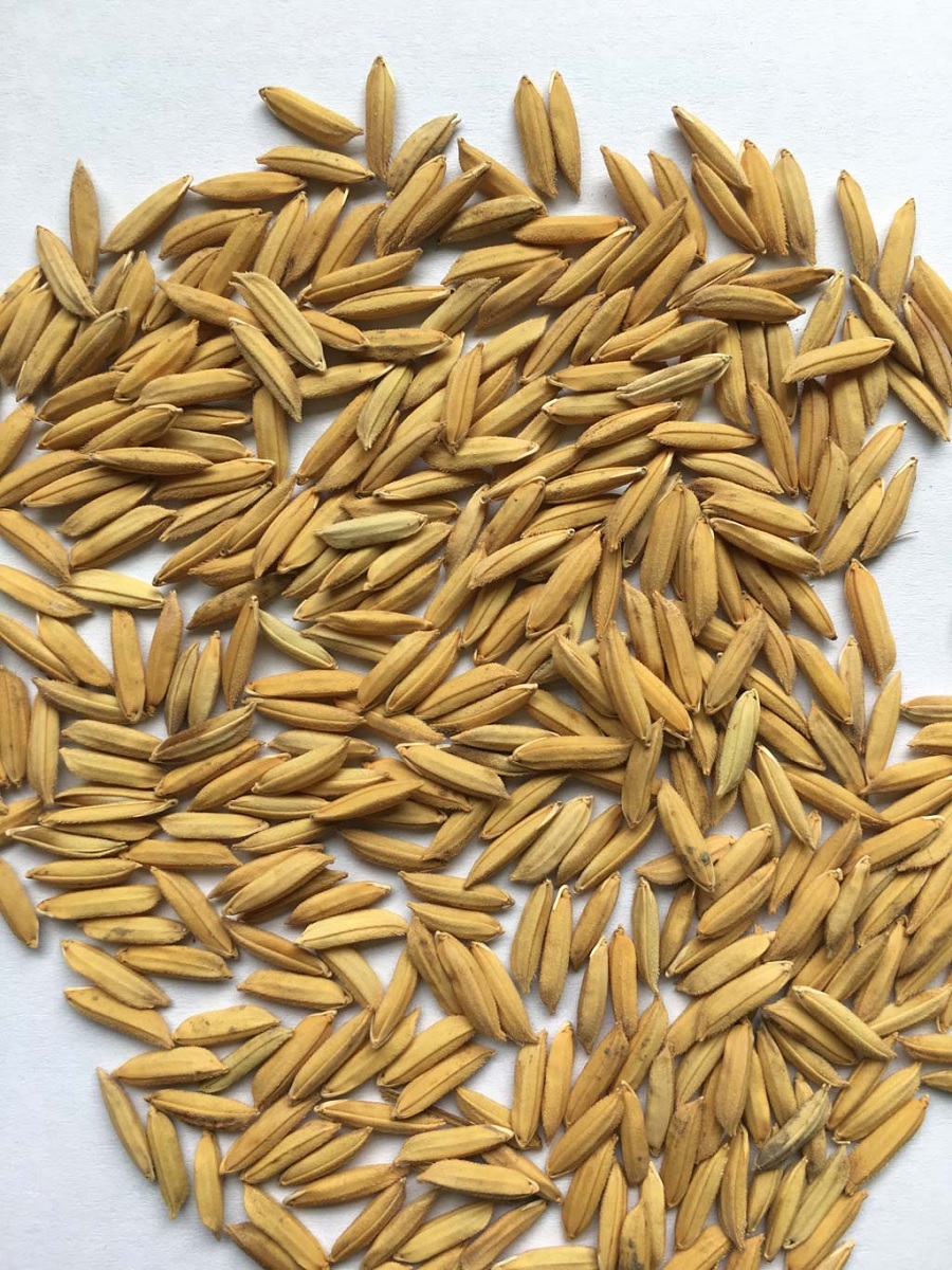 tai sao gao sua duong xuan qua lai co gia cao nhu vay 2